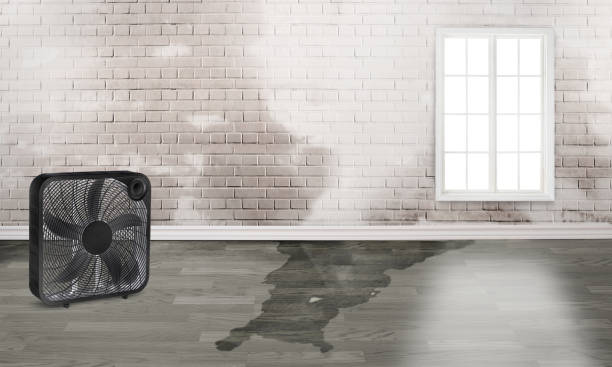 Best Ceiling water damage repair  in Lake Ronkonkoma, NY